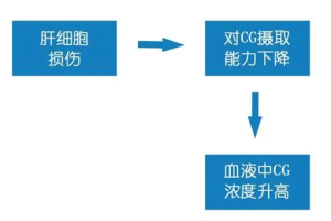 甘胆酸(CG)偏高