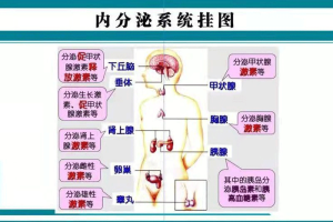 内分泌检查