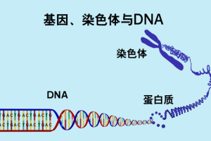 染色体
