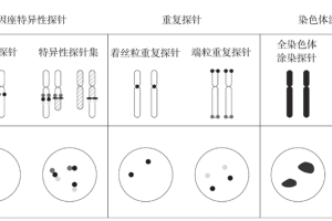 染色体检查