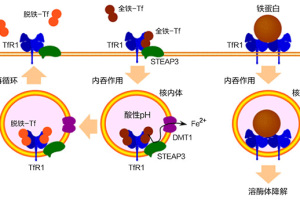 转铁蛋白(TRF)