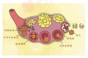 促排卵药