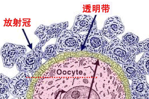 卵细胞透明带