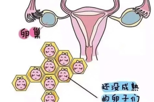排卵期