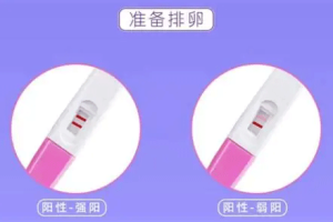 排卵试纸
