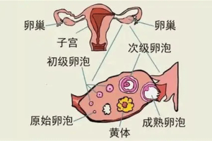 卵泡不破