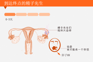 受精卵着床